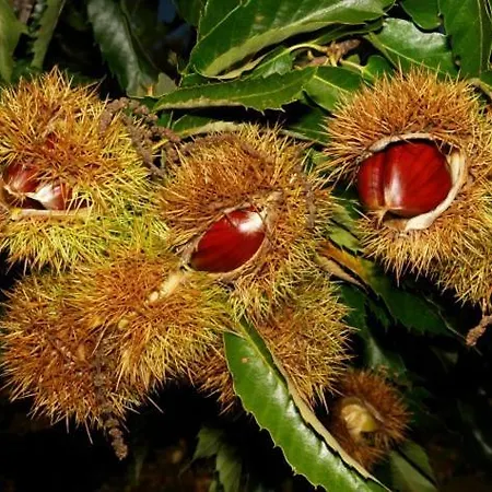 Casa Da Neta Nyaraló *